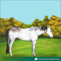 Horse Color:White Spotted Brown Dun Rabicano 