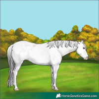 Horse Color:White Spotted Brown Dun Splash Tobiano Rabicano 