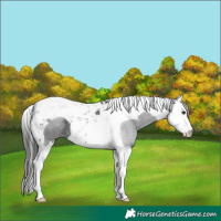 Horse Color:Black Splash Tobiano Rabicano