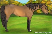 Horse Color:Buckskin 