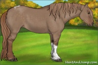 Horse Color:Liver Red Dun Tobiano 