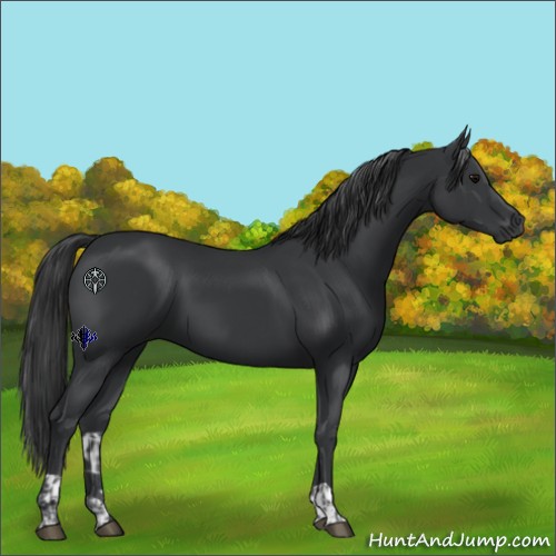 Horse Color:Black  and Black 