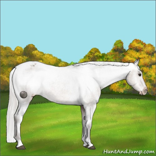 Horse Color:Silver Brown Roan Dun Appaloosa 