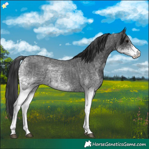 Horse Color:White Spotted Blue Roan Rabicano and White Spotted Blue Roan Rabicano
