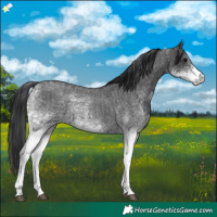 Horse Color:White Spotted Blue Roan Rabicano  and White Spotted Blue Roan Rabicano 