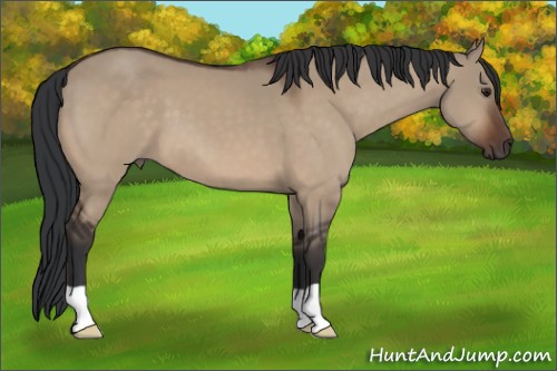 Horse Color:Brown Dun 