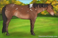 Horse Color:White Spotted Bay 