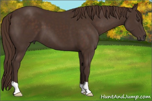 Horse Color:Liver Chestnut 