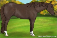 Horse Color:Liver Chestnut 