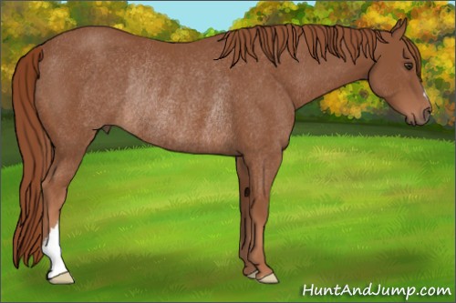 Horse Color:Chestnut Rabicano 