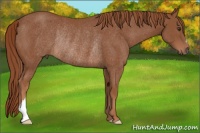 Horse Color:Chestnut Rabicano 
