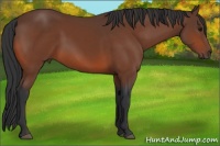 Horse Color:Bay Rabicano 