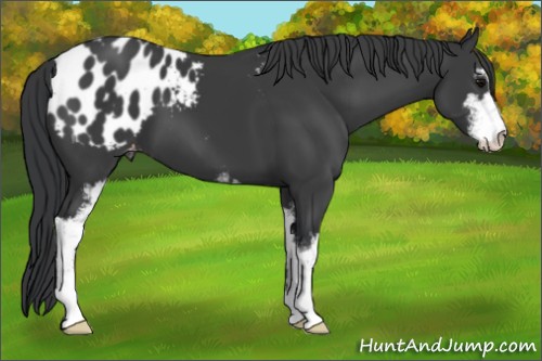 Horse Color:Black Sabino Appaloosa 