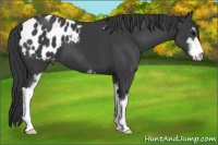 Horse Color:Black Sabino Appaloosa 