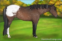 Horse Color:Brown Appaloosa 
