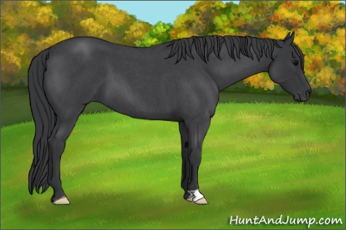 Horse Color:Blue Roan 