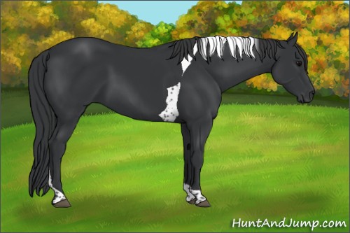 Horse Color:Black Tobiano 