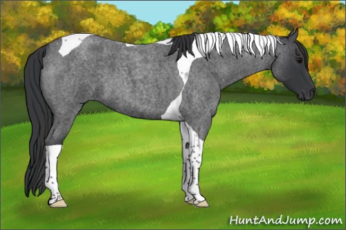 Horse Color:Blue Roan Tobiano