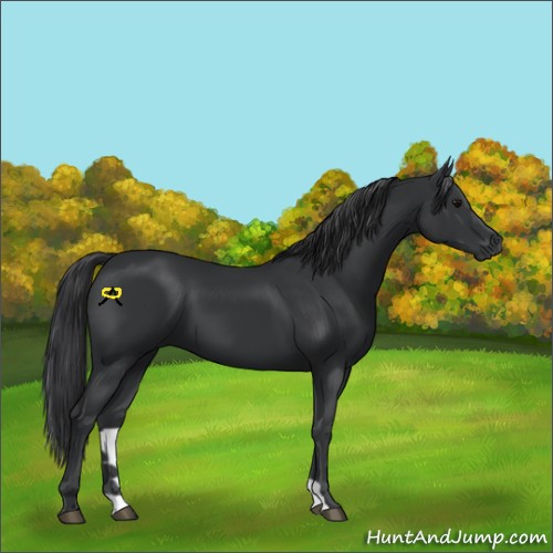 Horse Color:Black 