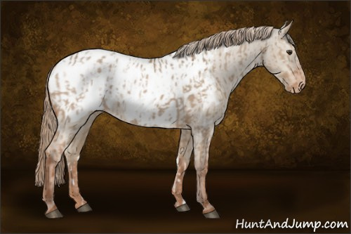 Horse Color:Red Dun Appaloosa  and Red Dun Appaloosa 