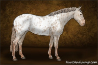 Horse Color:Red Dun Appaloosa  and Red Dun Appaloosa 