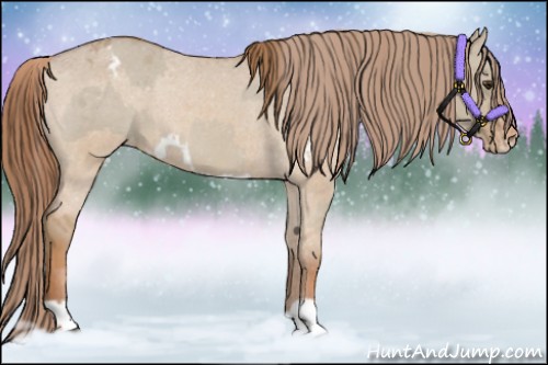 Horse Color:Red Dun Appaloosa  and Red Dun Frame Appaloosa 