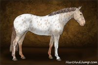 Horse Color:Red Dun Appaloosa  and Red Dun Appaloosa 