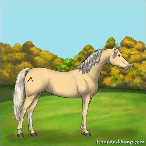 Horse Color:Palomino 
