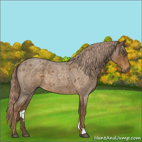 Horse Color:Chocolate Palomino Roan