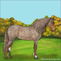Horse Color:Chocolate Palomino Roan