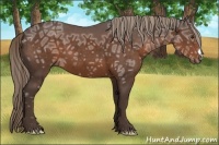 Horse Color:Liver Chestnut Ice