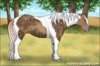 Horse Color:Gold Champagne Ice Tobiano