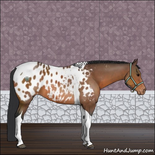 Horse Color:Bay Tobiano Near Leopard