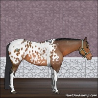 Horse Color:Bay Tobiano Near Leopard 