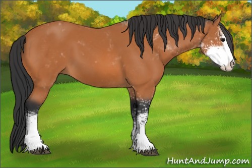 Horse Color:Bay Sabino 
