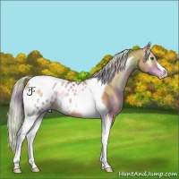 Horse Color:Nacre Silver Sable Champagne Onyx Tobiano Blanket 