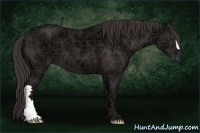 Horse Color:Liver Chestnut Ice 