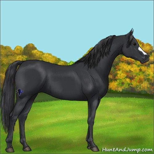 Horse Color:Black 