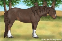 Horse Color:Liver Chestnut 