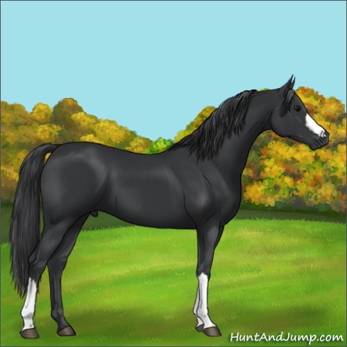 Horse Color:Black 