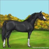Horse Color:Black 