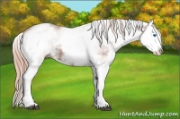 Horse Color:White Spotted Chestnut Splash 