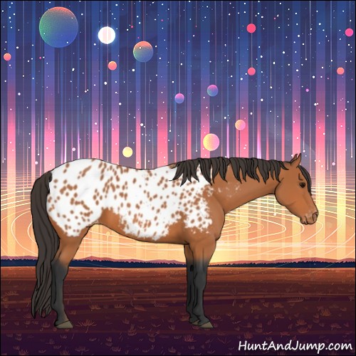 Horse Color:Bay Appaloosa 