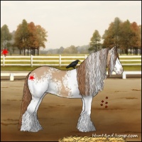 Horse Color:White Spotted Red Dun 