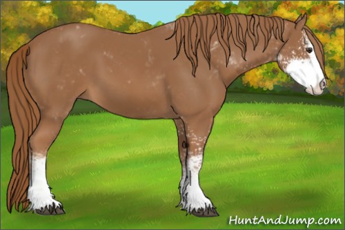 Horse Color:Chestnut Sabino 