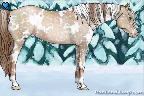 Horse Color:White Spotted Liver Chestnut Pearl Appaloosa 