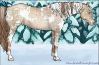 Horse Color:White Spotted Liver Chestnut Pearl Appaloosa 