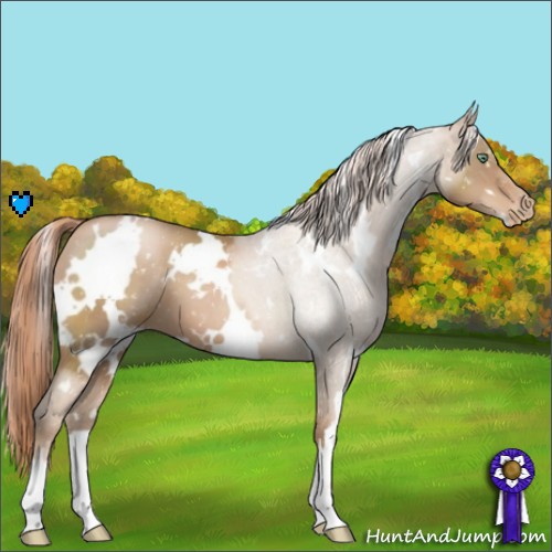 Horse Color:White Spotted Liver Chestnut Pearl Appaloosa 