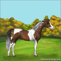 Horse Color:Buckskin Splash Tobiano 