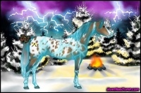 Horse Color:Thunderstruck Buckskin Sabino Splash Tobiano Blanket Rabicano